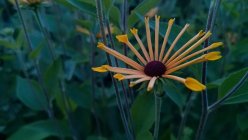 Rudbeckia subtomentosa 'Henry Eilers' Viltjas päevakübar